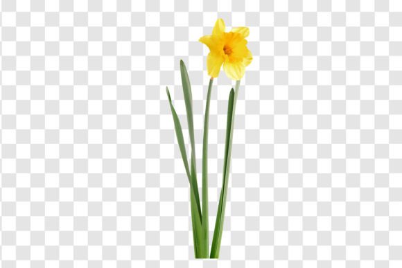 Download #3888 Daffodil Flower Isolated - Isolated Collection