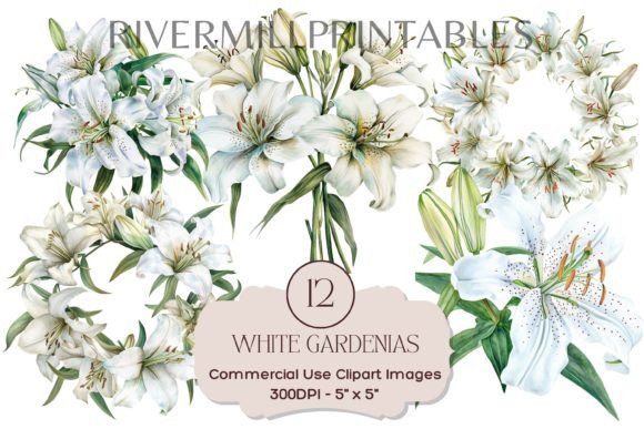 Download White Gardenia Flowers Transparent PNGs - White Collection